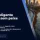 Urso inteligente não fica sem peixe